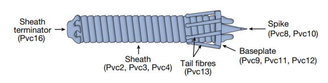 Nature|生物技术工具箱又添一员！(图2)